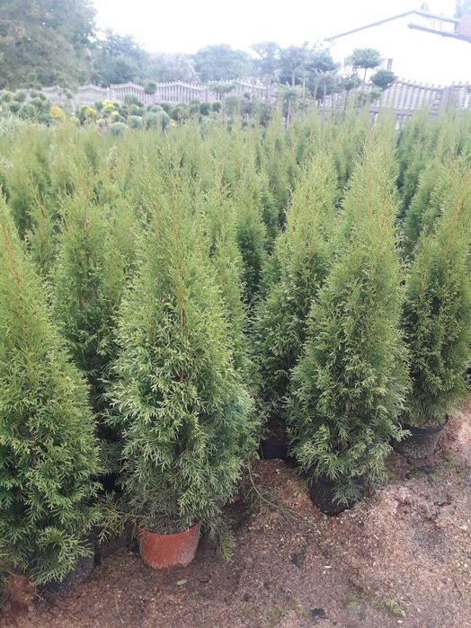 PROMOCJA !! Tuja Szmaragd wys: 80 -90 cm