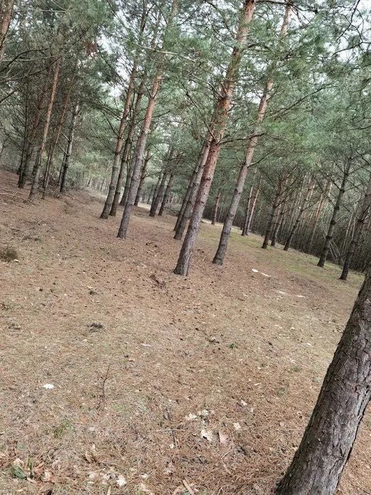 Gałęzie sosnowe do rębaka
