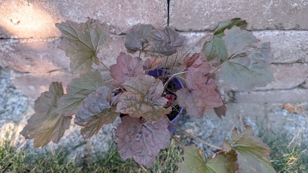 Żurawka heuchera bordowa lub karmelowa