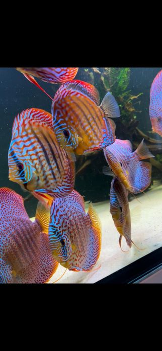 Paletki-Dyskowce-Hodowla