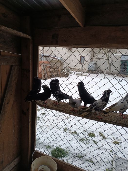 Gołębie gołębie ozdobne różnych ras