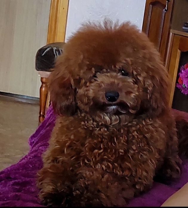 Вязка той пуделя.