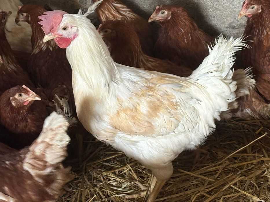 koguty 18 tygodniowe