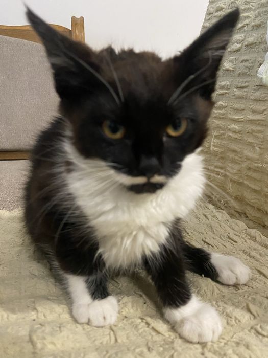 Даю кошеня в добрі руки