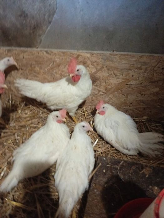 Koguty leghorn 9tyg
