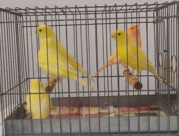 Samice żółte kanarka 2025r.