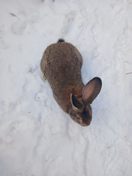 Кріль- самець порода фландир