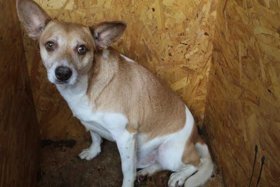 583491 Rossi do adopcji