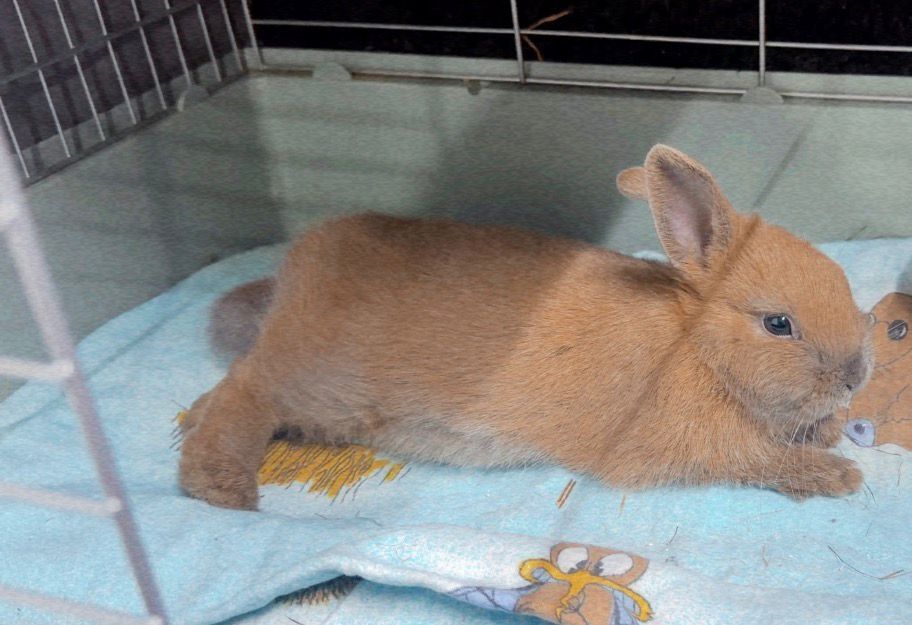 Coelhos mini Holandês