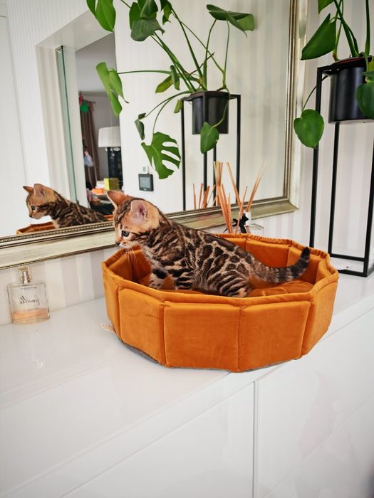 BENGALSKIE  Dzikość w domowym zaciszu BENGAL rodowód FPL