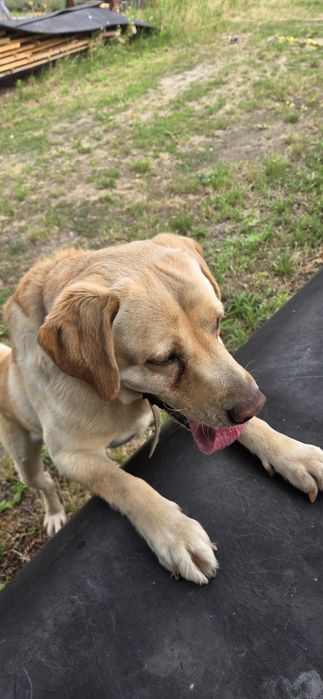 Labrador Korti tylko dobre ręce