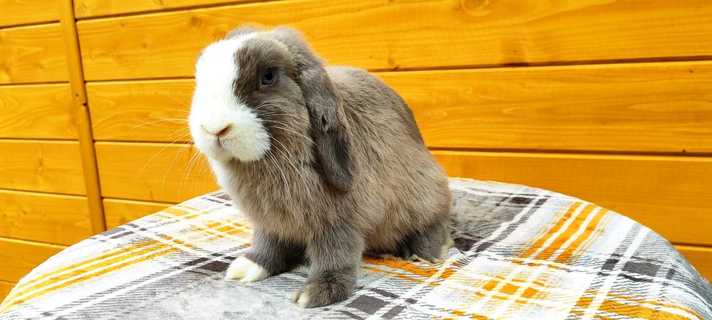 Króliczki rasowe mini lop karzełek baranek miniaturka