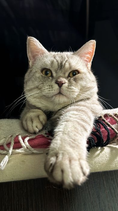 Котик Scottish Straight