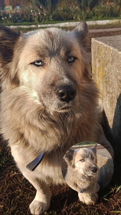 Щенки бесплатно в добрые руки