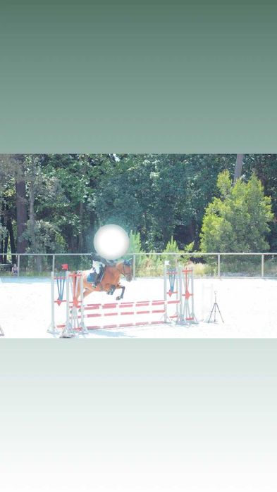 Égua cruzada de lusitana