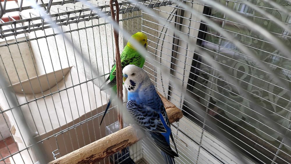 Klatka dla papug.