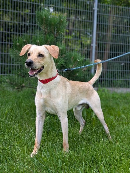 Fillman radosny biszkopcik do adopcji