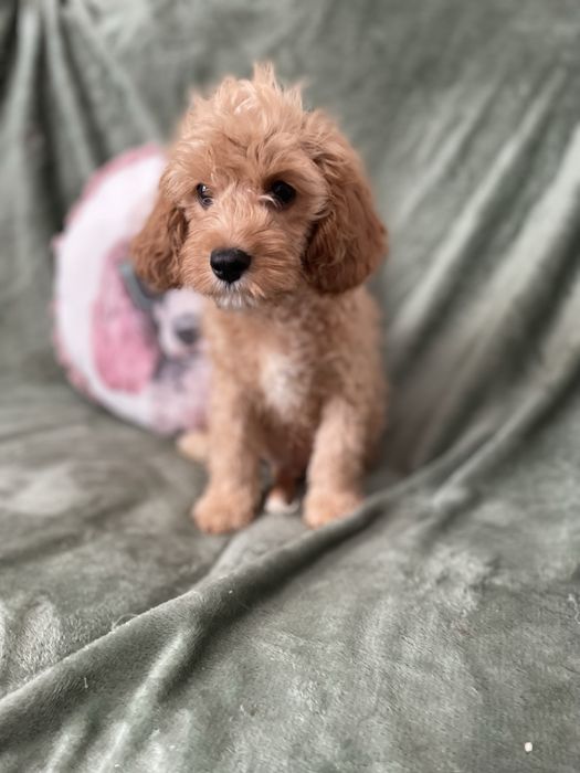 Cavapoo chłopiec pudel cavalier