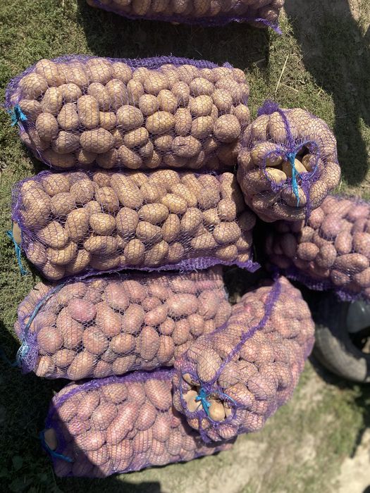 Продам картоплю Сокаль Червоноград