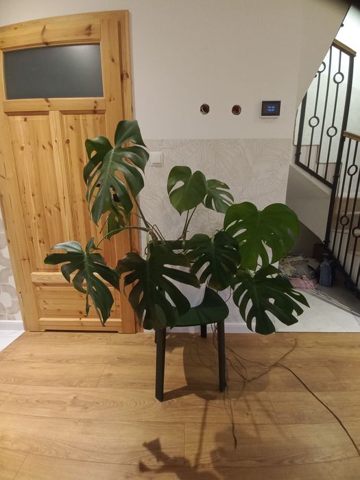 Monstera szuka nowego domu