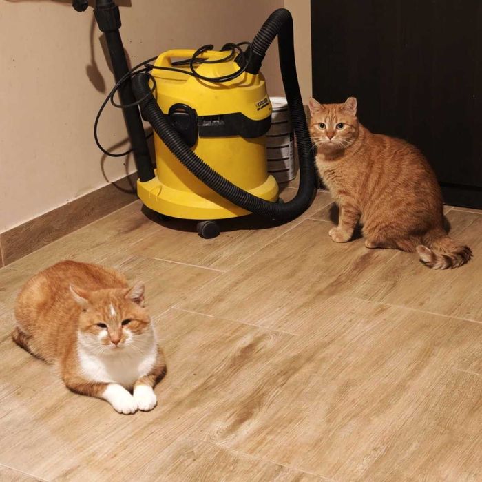 rudy kotek szuka domku