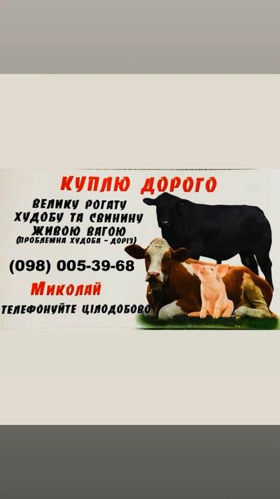 Продам корову на молоко