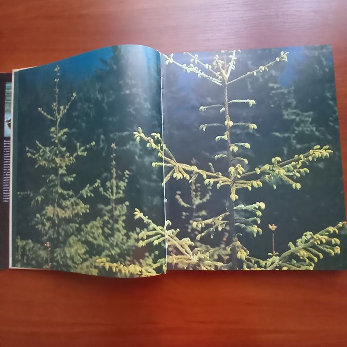 "Живиця", В.Пилип'юк, фотоальбом