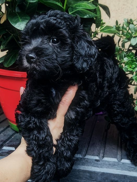 Czarna suczką Maltipoo