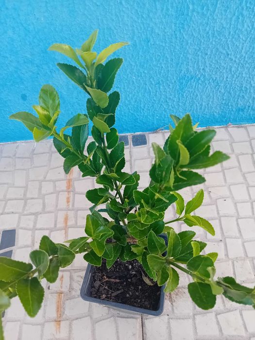 Evo'nio do Japao (Euonymus Japonicus) para sebes