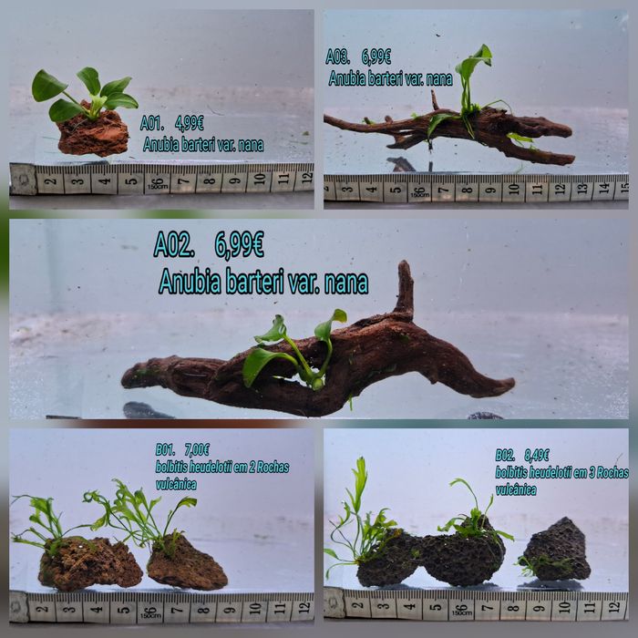 Anubia / bolbitis heudelotii em tronco e em rocha vulcânica.  (Aquário Plantas)