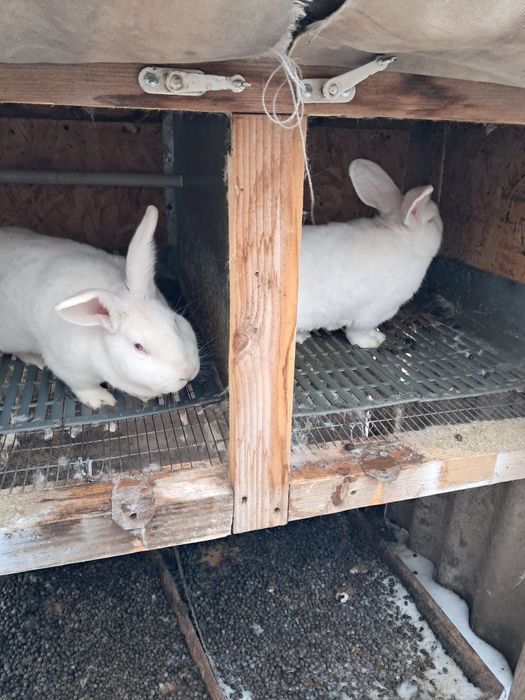 Термонська біла самці