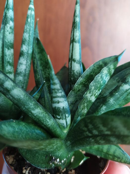 Сансевієрія Шибікі