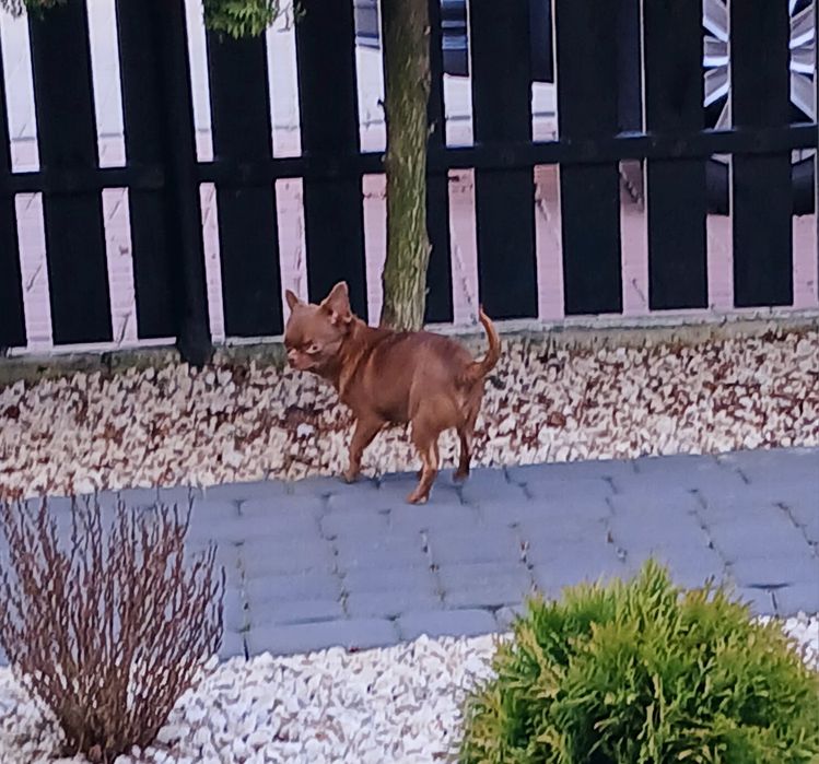 Piesek chihuahua