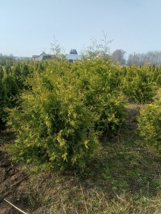 Brabant 170-200cm. tuja