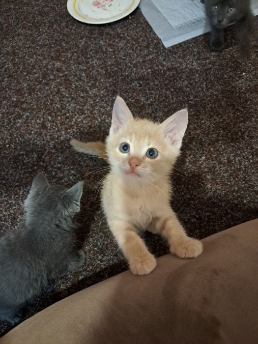 Віддам котят в добрі руки, кошенята