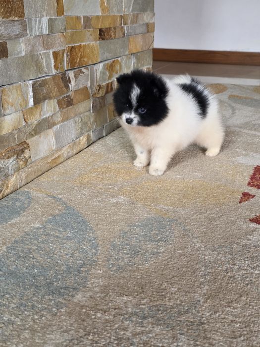 Lulu spitz pequenino