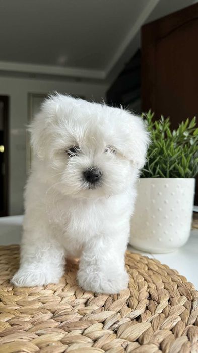 Chłopczyk Mini Maltańczyk z Rodowodem