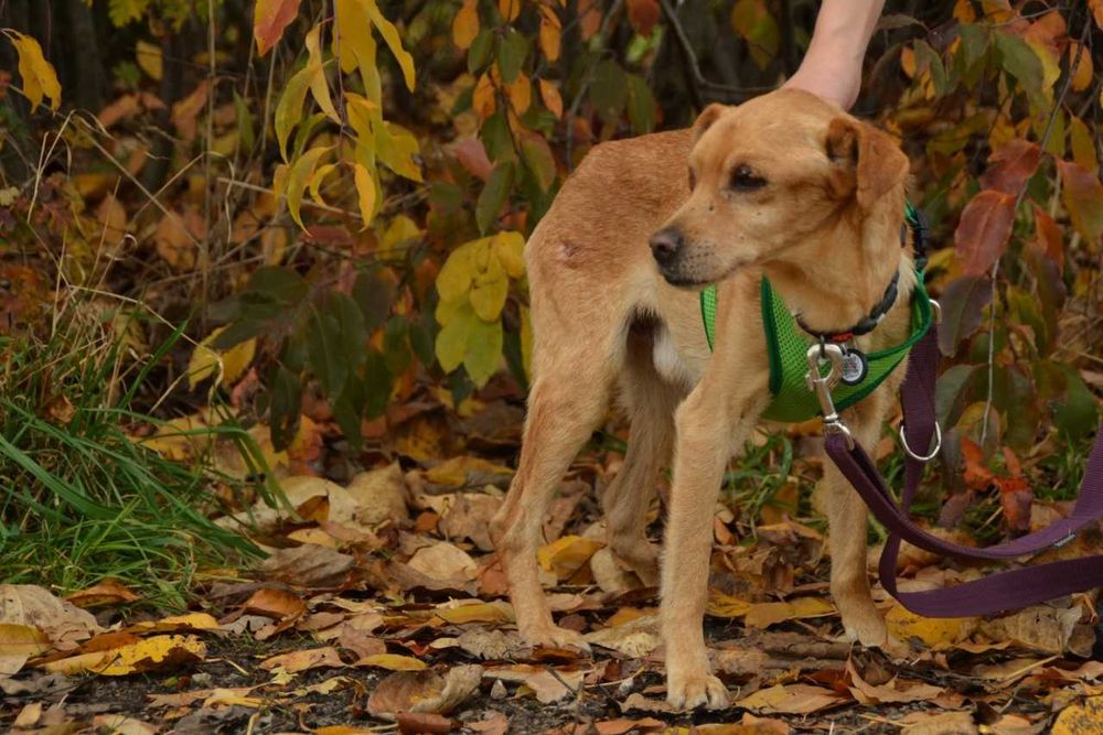 Piortuś Pan - kochana, ciepła psia dusza, delikatny psiak do adopcji.