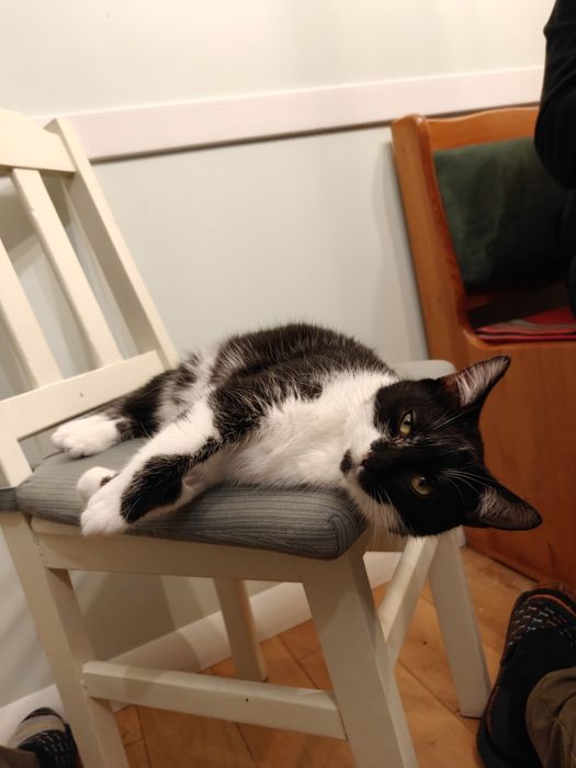 Koteczka Ela szuka domu