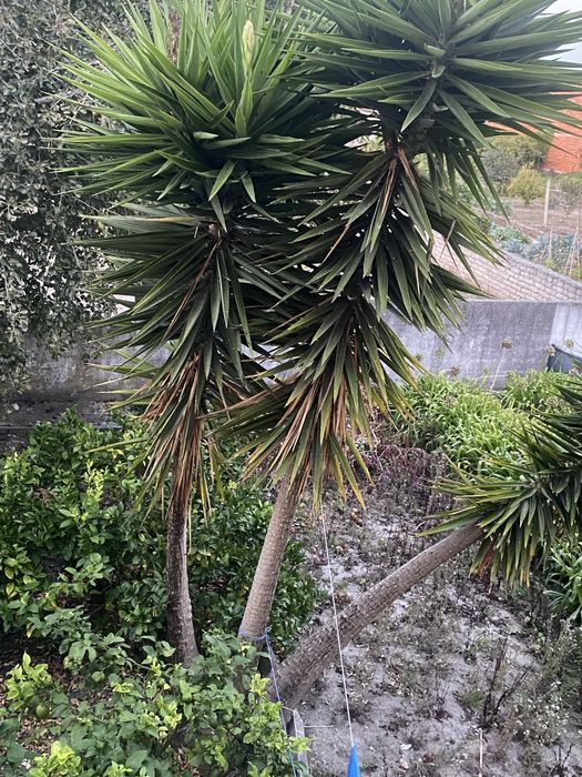 Yuccas adultas - Aveiro