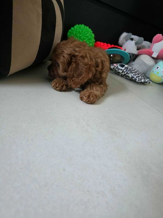 Cavapoo Dziewczynka
