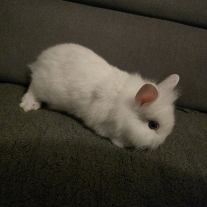 Królik miniaturka