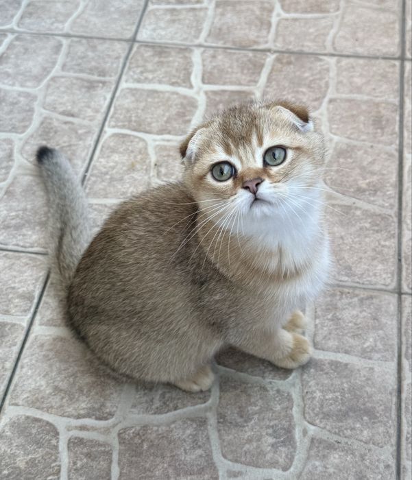 Шиншилла котята висловухий хлопчик