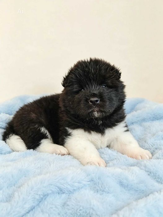 Akita Amerykańska piesek długowłosy