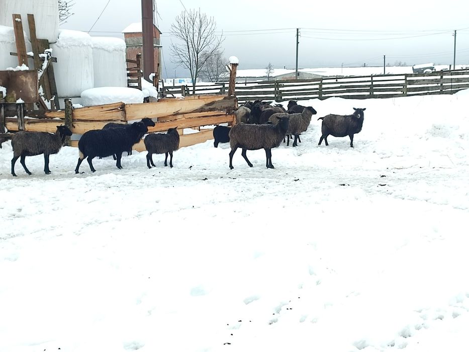 Продається вівці.