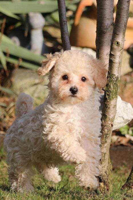 Piękny pudelek toy/miniaturka. Badania rodziców.Kremowy piesek