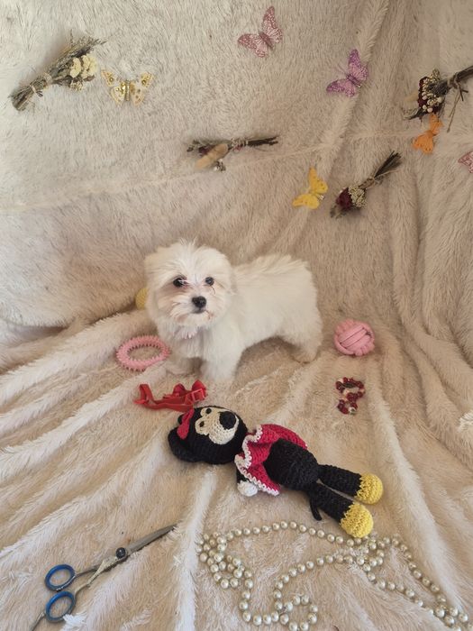 Bichon Maltês FÊMEA Criadora Registada PT3088FL