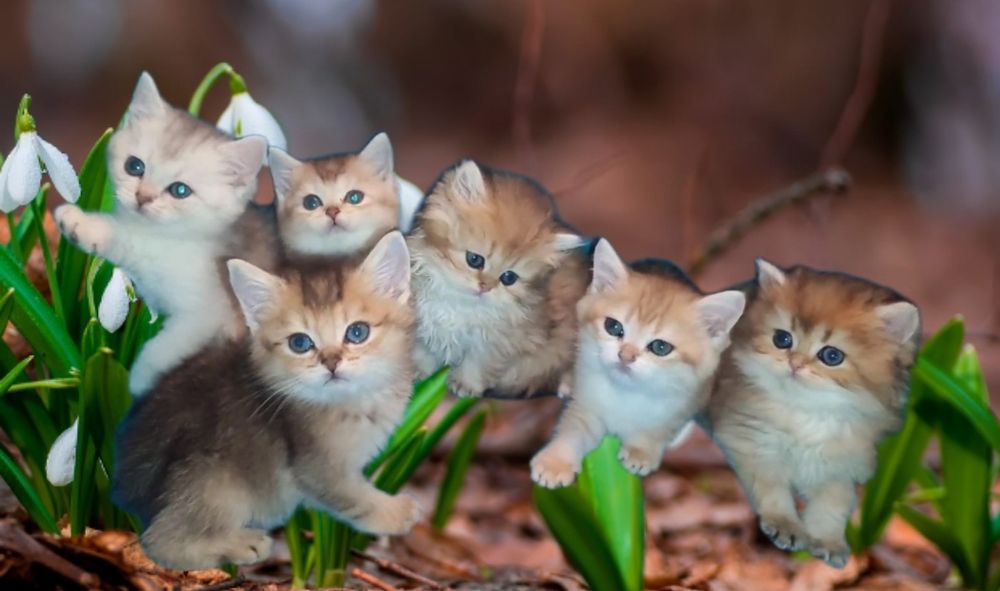 Повний розпродаж чистокровних пупсикив