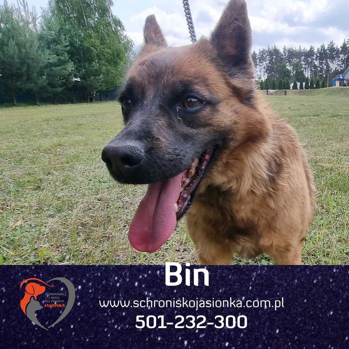 bin  w schronisku w schronisku jasionka aktualne