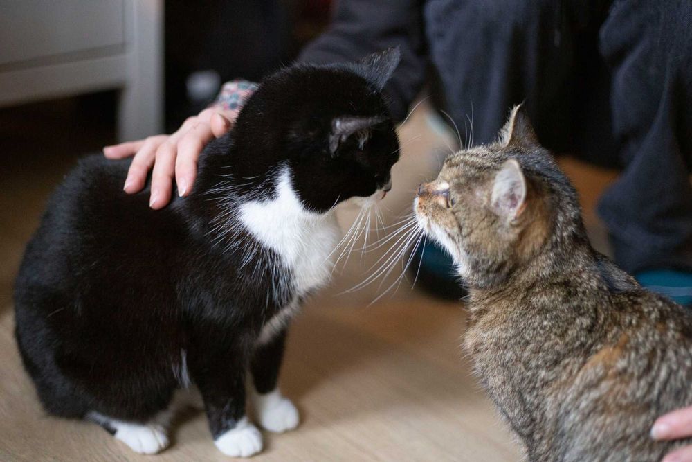 Mała Misia szuka wspólnego domu z Milusią! Fundacja "Stawiamy na Łapy"